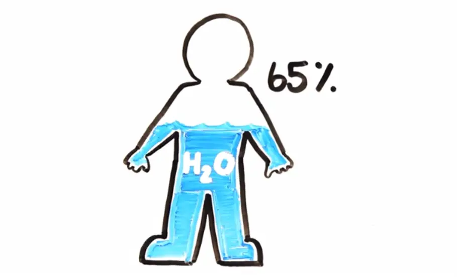 H20 is the most abundant molecule in the human body making up 65 of an adult