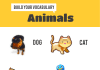 Animals Infographic