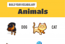 Animals Infographic