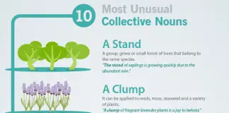 10 Collective Nouns Infographic with Explanaition