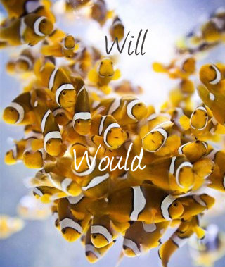 Will vs Would