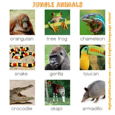 jungle-animals 450