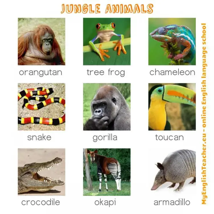 jungle animals  Blog