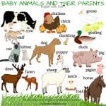 baby animals and their parents names