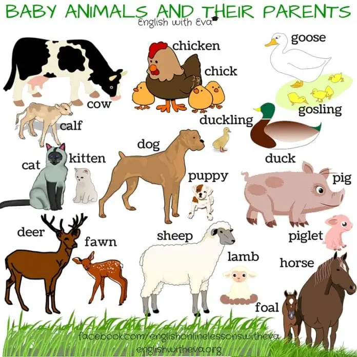 baby animals and their parents names