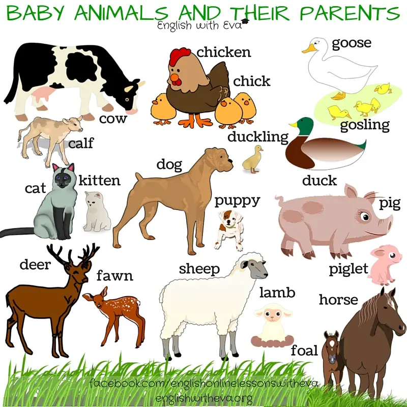Wild Animals Chart With Names In English