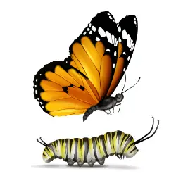butterfly and caterpillar