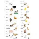 names of baby animals and their parents