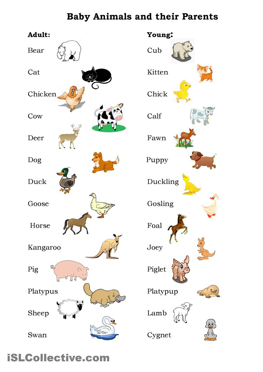 90 Names of Baby Animals and Their Parents - MyEnglishTeacher.eu Blog