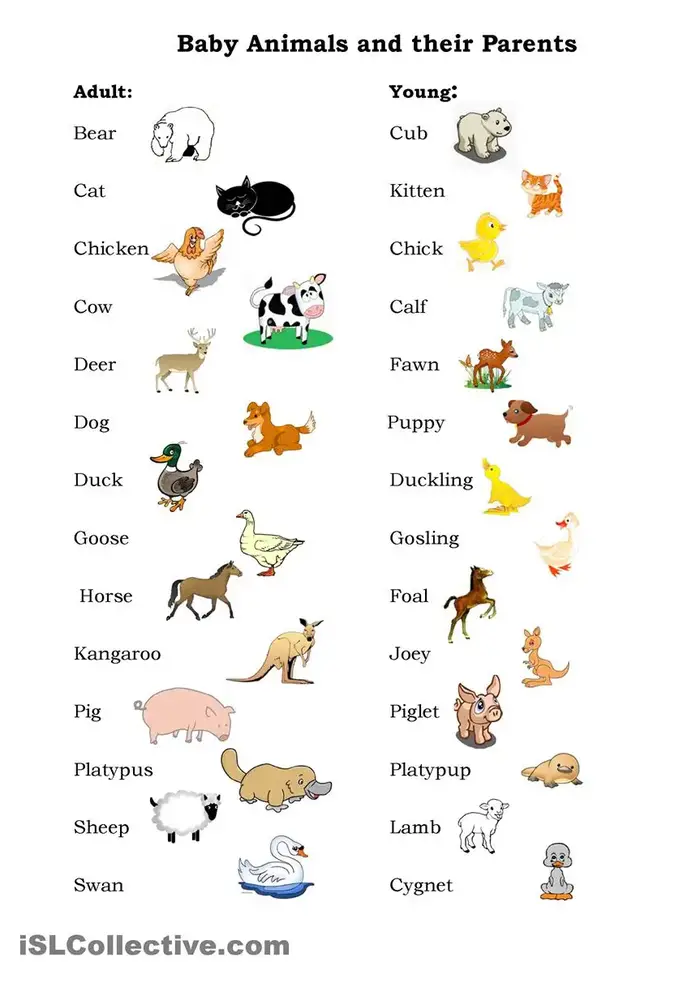 names of baby animals and their parents