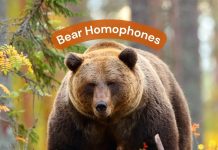 Bear Homophones