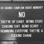 Do shark complain about Monday? NO. They’re up early, biting stuff, chasing shit, being scary – reminding everyone the’re a fucking shark