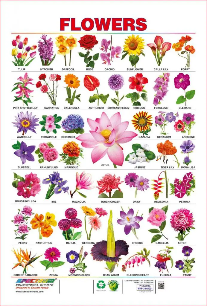 List of Flower Names and Idioms with Flowers - MyEnglishTeacher.eu Blog
