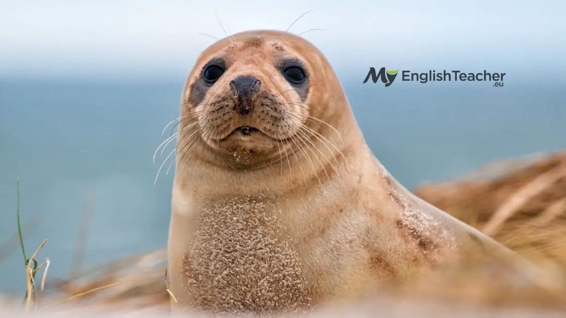 How do you say Seal in French?  Blog