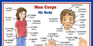 Body Parts in French. Parties du corps.