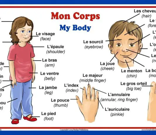 Body Parts in French. Parties du corps.