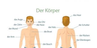 Body Parts in German. Körperteile auf Deutsch