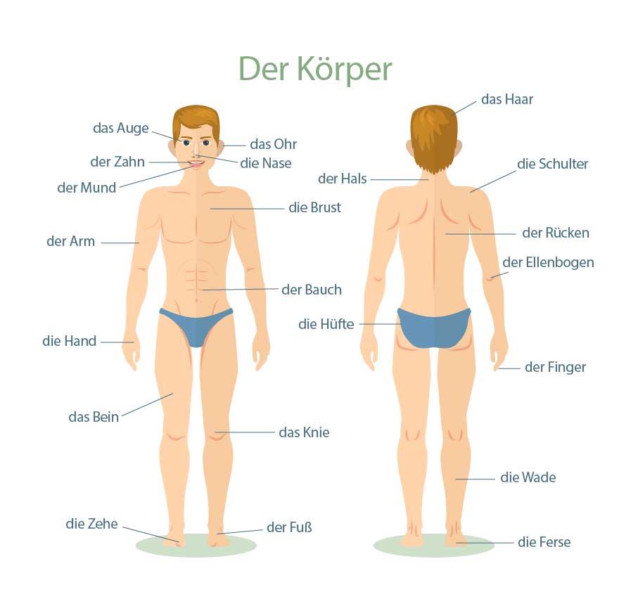 Body Parts in German. Körperteile auf Deutsch