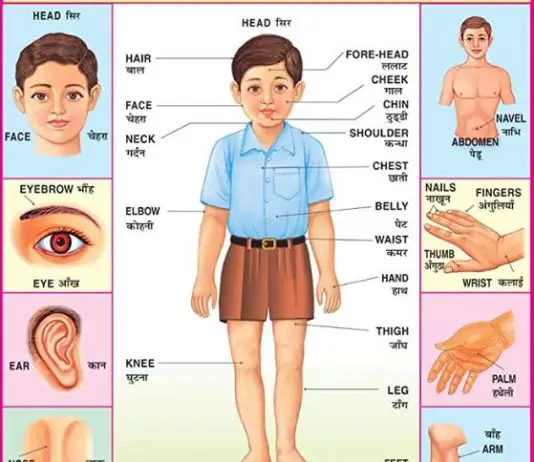 body parts in hindi