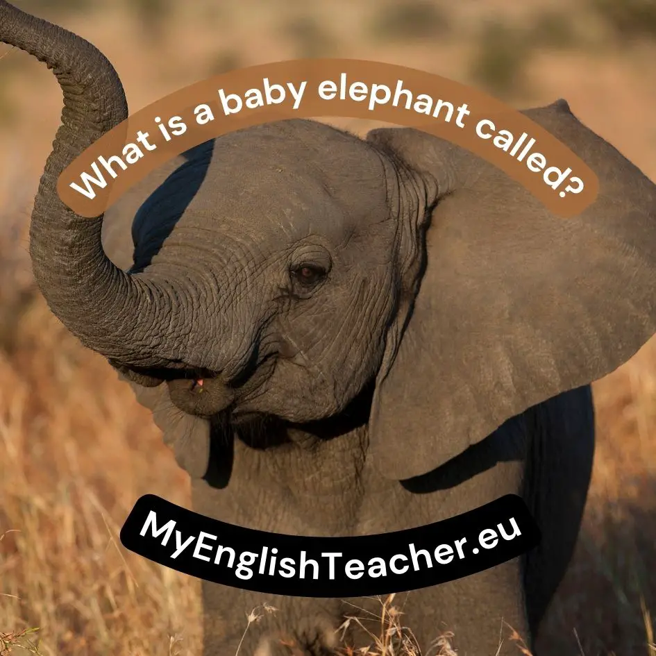 What is a baby elephant called?