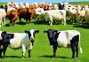 differences between cattle and livestock