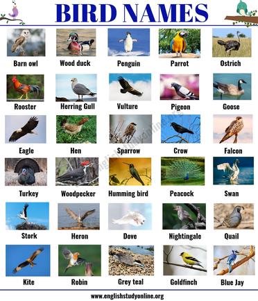 Common Types of Birds and Bird Idioms with Pictures   Blog