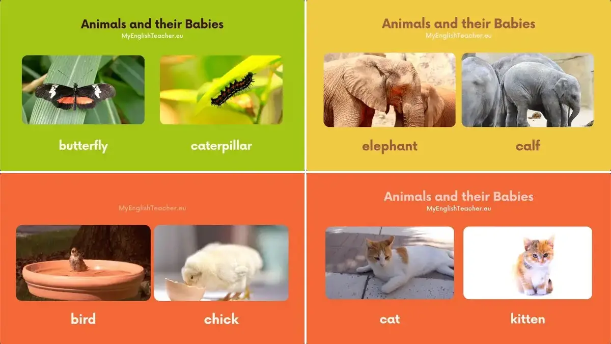 Animals and Their Babies Names in English 🐯