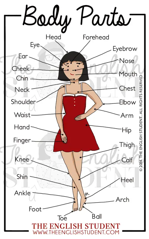 Body Parts Of Woman Name With Picture - Human body parts name with